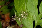 Eastern waterleaf