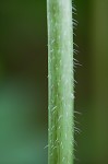 Eastern waterleaf