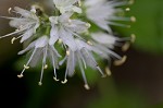 Eastern waterleaf