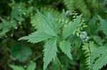 Eastern waterleaf