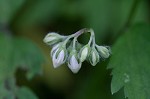 Eastern waterleaf