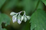 Eastern waterleaf