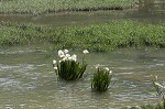 Shoal lily <BR>Cahaba lily