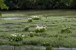 Shoal lily <BR>Cahaba lily