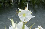 Shoal lily <BR>Cahaba lily