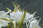 Shoal lily <BR>Cahaba lily