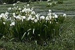 Shoal lily <BR>Cahaba lily