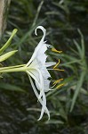 Shoal lily <BR>Cahaba lily