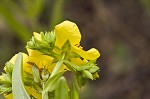 Roundpod St. Johnswort