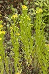 Roundpod St. Johnswort