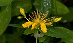 Mountain St. Johnswort