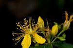 Mountain St. Johnswort