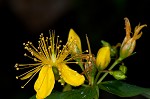 Mountain St. Johnswort