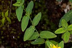 Mountain St. Johnswort