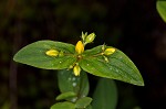 Mountain St. Johnswort