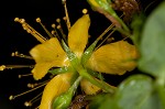 Mountain St. Johnswort