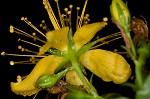 Mountain St. Johnswort