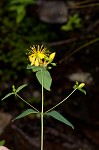 Mountain St. Johnswort