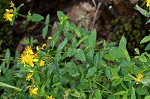 Mountain St. Johnswort