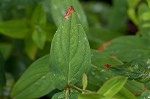 Mountain St. Johnswort