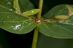 Mountain St. Johnswort