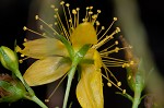 Mountain St. Johnswort