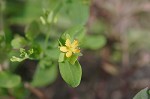 Clasping St. Johnswort