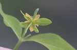 Clasping St. Johnswort