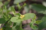 Clasping St. Johnswort