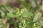 Clasping St. Johnswort