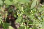 Clasping St. Johnswort