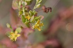 Clasping St. Johnswort