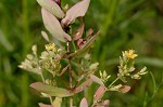 Clasping St. Johnswort