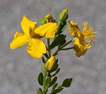 Flatwoods St. John's-wort