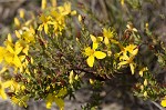 Flatwoods St. John's-wort