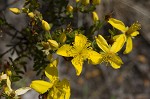 Flatwoods St. John's-wort