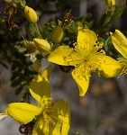 Flatwoods St. John's-wort