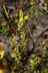 Flatwoods St. John's-wort