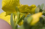 Flatwoods St. John's-wort