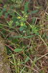 Dwarf St. John's wort