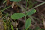 Dwarf St. John's wort