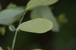 Dwarf St. John's wort