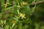 Dwarf St. John's wort