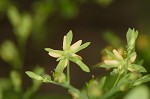 Dwarf St. John's wort