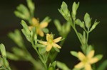 Dwarf St. John's wort