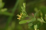 Dwarf St. John's wort