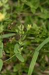 Dwarf St. John's wort