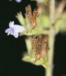 Tropical bushmint