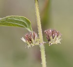 Tropical bushmint