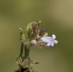 Tropical bushmint